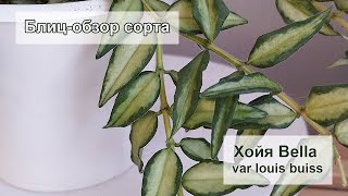 Блиц обзор сорта - Хойя Bella var louis buiss