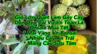 Dọn Vuon Sale Cây Mùa Đông Mai Vn Bonsai ($100) Cây Ăn Trái Các Loại (Từ $50)