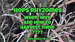 HOPS RHYZOMES - WHEN, WHY AND HOW DO WE HARVEST THEM ??? HOPS WORLD TIP 14