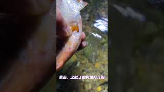 食人鱼内耗发现肚子里有大量鱼卵