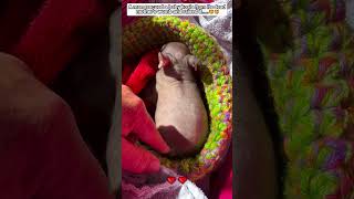 A man rescued a baby koala from its dead mother's womb and raised it #wombat #animals #short