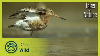 Kingdom of the Birds (Littoral Nord) | Tales of Nature 3/10 | Go Wild