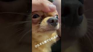 ひたすら撫でられる犬　ビリー君