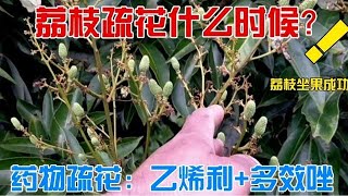 荔枝疏花是什麼時候？藥物控花穗：乙烯利2-4ml和多效唑18-20g Lychee medicine flower control: ethephon 2-4ml and paclobutrazol