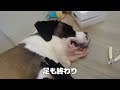 【超大型犬】セントバーナードnana★４３回目★大きな手の爪をきるよ★ナナちゃんの仕草が可愛いんです★