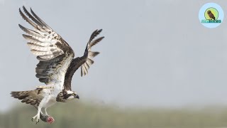 Osprey | Osprey at Purbasthali | Osprey Bird | Osprey and Amazon | Purbasthali Bird Sanctuary | Bird