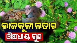 ଲାଜକୁଳୀ ଲତାର ଔଷଧୀୟ ଗୁଣ  | Lajakuli Lata Benefits