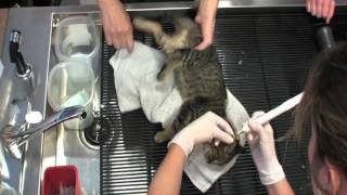 Inside a spay/neuter clinic for feral cats
