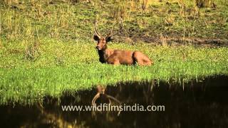 Giant male sambar deer in Kanha National Park