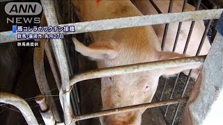 豚コレラワクチン接種の肉　流通前に安全性アピール(19/11/11)