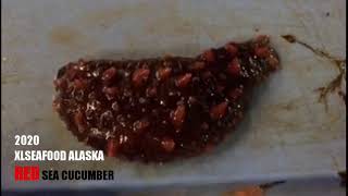 活体 阿拉斯加红参 ALASKA SEA CUCUMBER