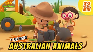 Australian Animals - Yellow-Footed Rock Wallaby and more animal stories!