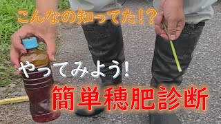 こんなの知ってた！？　やってみよう！　簡単穂肥診断