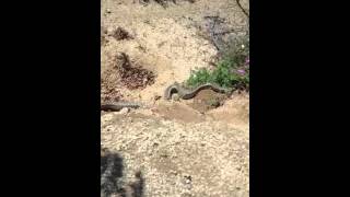 GOPHER SNAKE DIGGING FOR GOPHERS!!