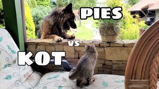 Kot vs pies - friendship ahead? ;) / owczarek niemiecki i kot dachowiec