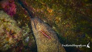 YELLOW MARGIN MORAY \u0026 SKUNK CLEANER SHRIMP