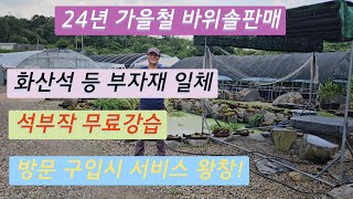 24년 가을철 바위솔판매 Part2(5000부터)