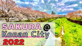 JAPAN CHERRY BLOSSOMS | konan city Shiga