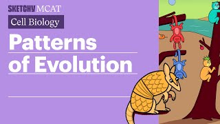 Patterns of Evolution: Divergent, Convergent \u0026 Parallel (Full Lesson) | Sketchy MCAT