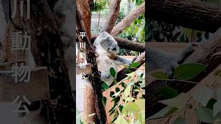 ゆめ心地のコアラ🐨@平川動物公園