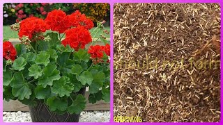 669. Best Potting Soil For Geraniums. जेरेनियम की पैदावार बढ़ाने के लिए सबसे अच्छी पोटिंग सॉइल।