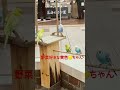 ＃キュートなセキセイインコさん 野菜好きな黄色いインコちゃん 札幌オーロラタウン小鳥の広場