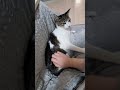 めっちゃ噛みつく猫