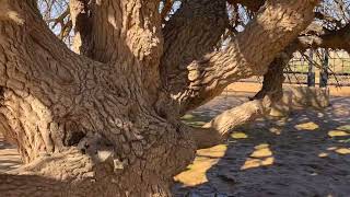 The Blessed Tree الشجرة المباركة | Tree of Al Buqayawiyya شجرة البقيعاوية #islam #jordan