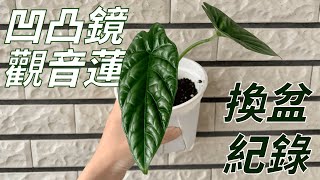 凹凸鏡觀音蓮｜換盆紀錄｜植地有森