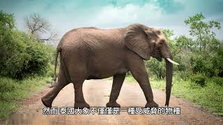 文化與信仰中的泰國大象：象徵的角色 它們被視為神聖的動物