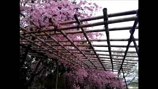 京都賀茂川・半木の道の桜 cherry blossoms in Kyoto 京都的樱花