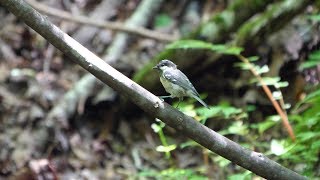 山中湖 大洞の泉のヒガラ（幼鳥）の水浴び　その７（4K60P動画）