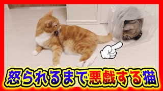 怒られるまで姉猫の尻尾に悪戯してしまう猫が面白い。