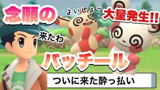 念願のパッチール大量発生！！【ポケモンダイパリメイク】