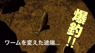 【アジング？】初心者でも夜釣りで爆釣するワームを見つけましたin天草