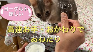 【高速お手・おかわりでおねだり】【猫もほしがるヨーグルト】猫動画　ソマリ