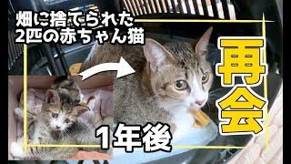 【畑に投げ捨てられた子猫】別れて約1年後、兄妹再会することができました！