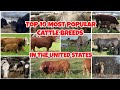 TOP 10 MOST POPULAR CATTLE BREEDS IN THE UNITED STATES