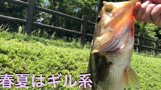 バス釣り　この季節簡単に50UP釣るにはギル系で攻めがオススメです