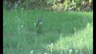 Gele kwikstaart - Motacilla flava - Blue headed wagtail - Schafstelze