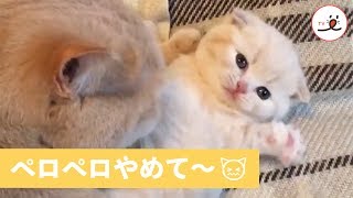 母猫の ペロペロ が止まらない！子猫の反応が かわいい 【 PECOTV 】