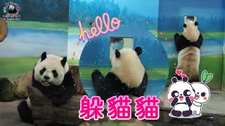 20221015 保育員躲門後跟圓寶玩躲貓貓 The Giant Panda Yuan Bao and Yuan Yuan