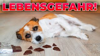 Was dürfen Hunde nicht essen? 21 giftige und unverträgliche Lebensmittel