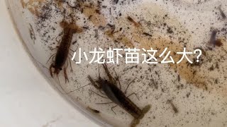 冬季小龙虾需要投喂饲料？投喂什么更好？这样做虾苗多到手发抖