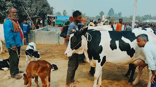 @আজ ২৭ জানুয়ারি ২৫ | ফ্রিজিয়ান বাচ্চাসহ গাভী গরুর দাম | রানীগঞ্জ হাট | দিনাজপুর