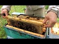 Harvesting 109 POUNDS of RAW HONEY!