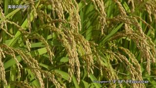 美唄の稲刈り Harvesting of the rice in Bibai city 4K(UHD)