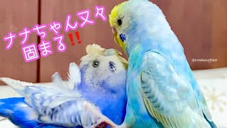 #インコおしゃべり#インコ#セキセイインコ  久しぶりにナナちゃんに会う2人