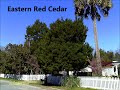 selecting wind resistant trees in northwest florida