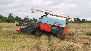 Nice Action Farmer Cambodia Harvest Rice By Kubota Harvester  Operating Skills